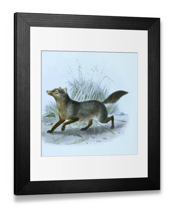 Framed Print : Short-eared fox (Atelocynus microtis)