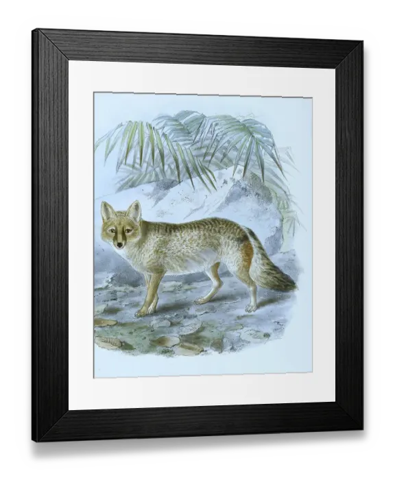 Framed Print : Pampas fox (Lycalopex gymnocercus) Framed Print : Pampas fox (Lycalopex gymnocercus)