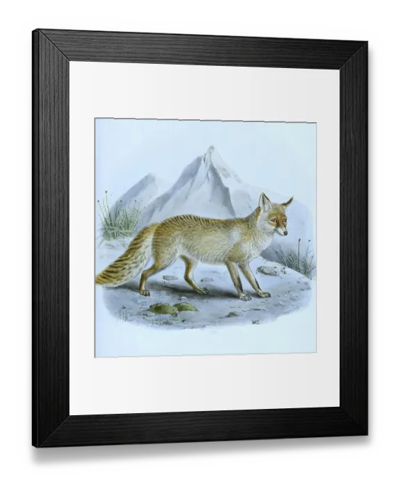 Framed Print : Red fox (vulpes), canis, digitally restored reproduction of an original from the 19th century