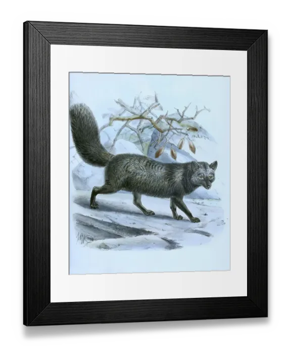 Framed Print : Silver fox, canis fulvus, Historic