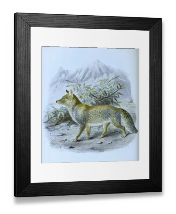 Framed Print : Tibetan fox (Vulpes ferrilata)