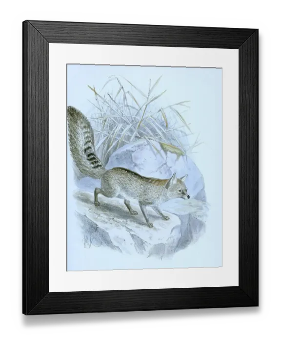 Framed Print : Hoary fox (Pseudalopex vetulus) Framed Print : Hoary fox (Pseudalopex vetulus)