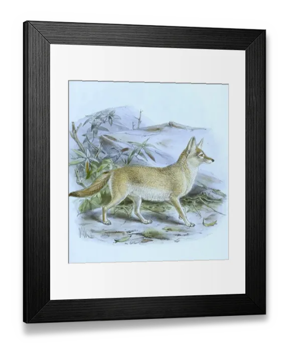 Framed Print : The pale fox (Vulpes pallida), Historical Framed Print : The pale fox (Vulpes pallida), Historical