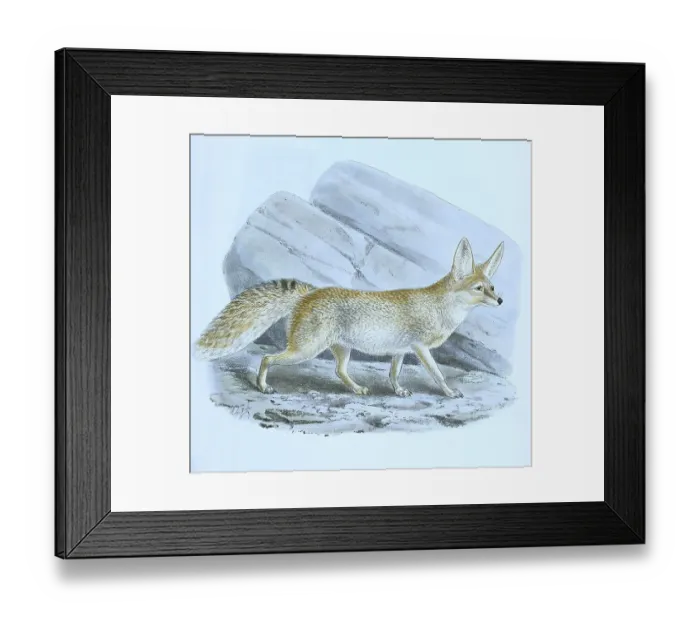 Framed Print : Rueppells fox (Vulpes) or sand fox