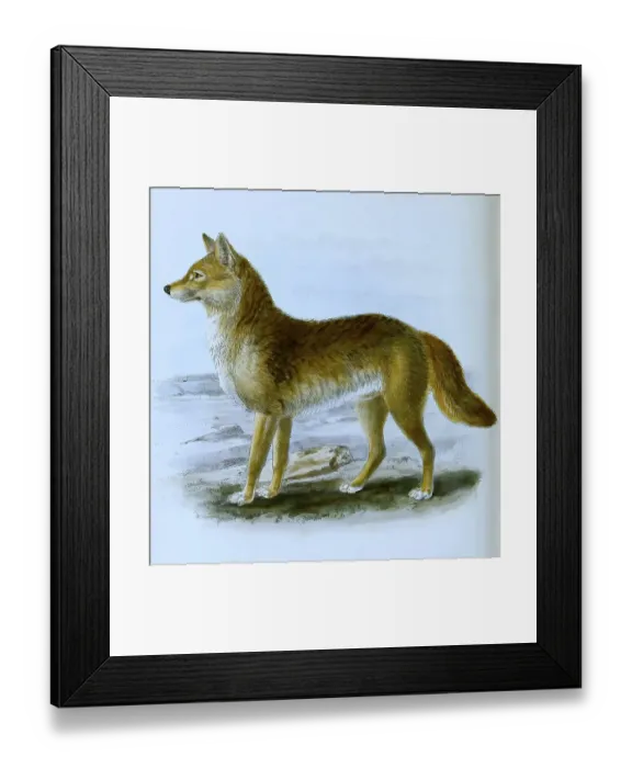 Framed Print : Dingo (Canis lupus dingo), Historical Framed Print : Dingo (Canis lupus dingo), Historical