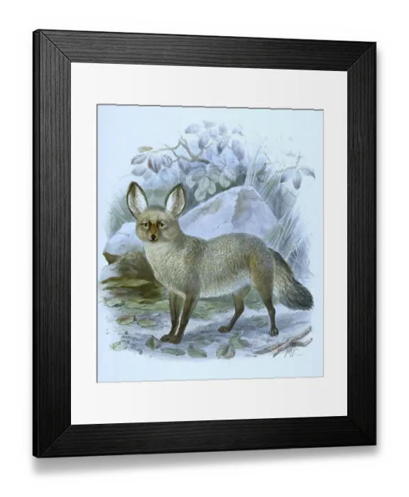 Framed Print : Spoon dog, also spoon fox or bat-eared fox (Otocyon megalotis)