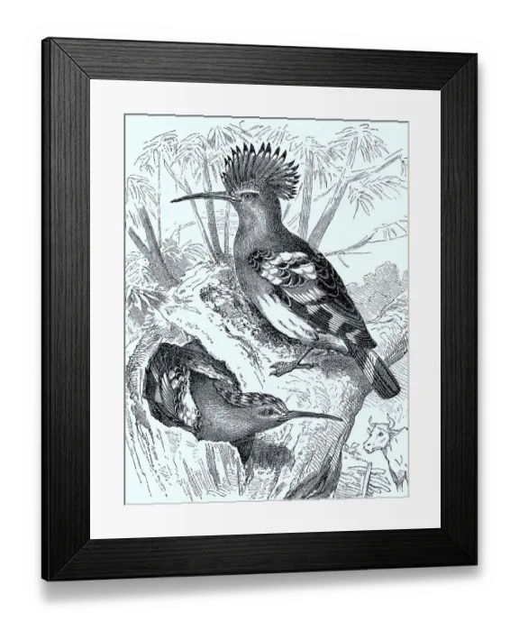 Framed Print : Hoopoe (Upupa epops) with erect feathered cap Framed Print : Hoopoe (Upupa epops) with erect feathered cap