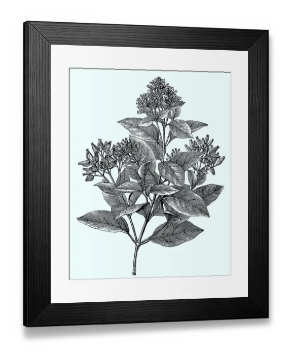 Framed Print : Cinchona, Cinchona lanvifolia, single branch