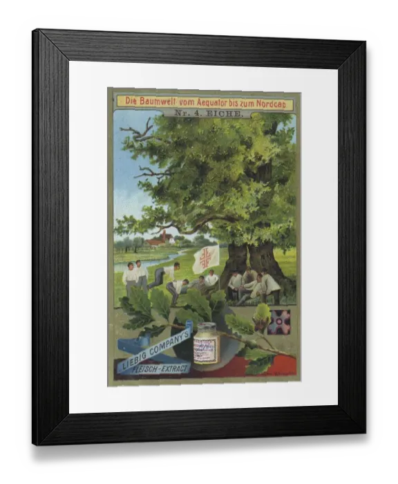 Framed Print : Series The Tree World from the Equator to the North Cape
