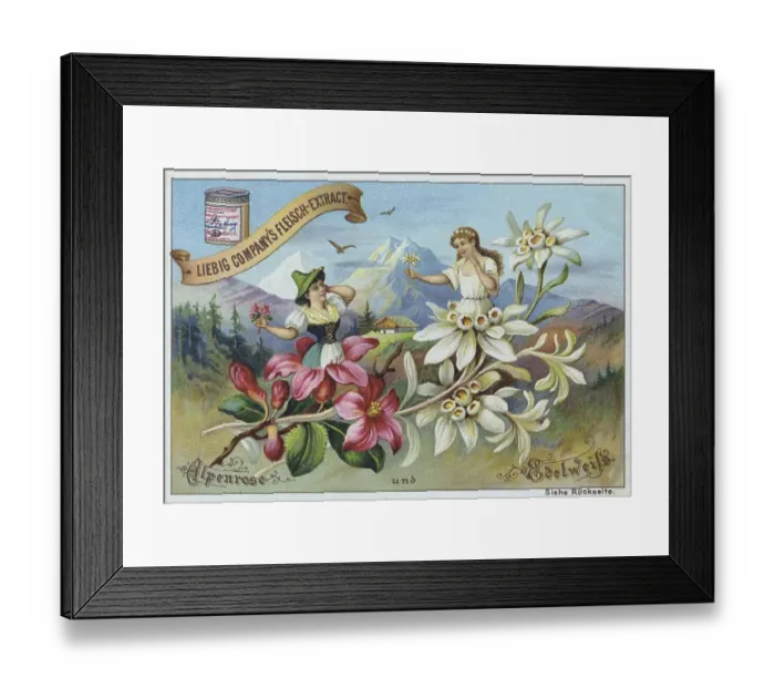 Framed Print : Series Flowers and Legends, Alpine Rose and Edelweiss