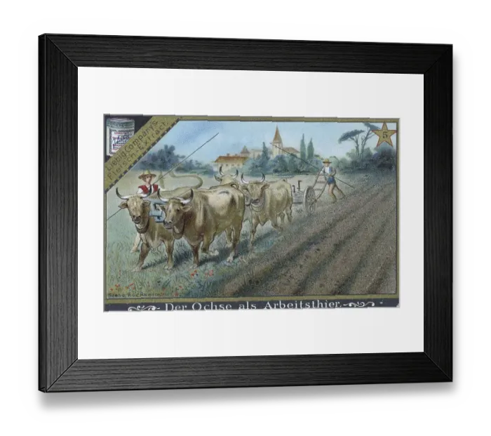 Framed Print : Picture series about the ox, the ox as a work animal