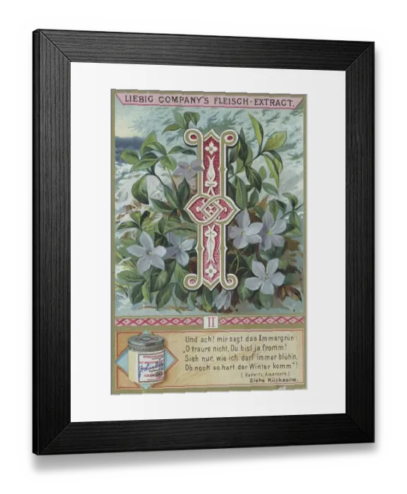 Framed Print : Picture series Letters and Plants Framed Print : Picture series Letters and Plants