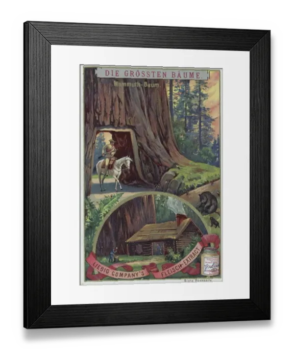 Framed Print : Picture series the biggest, here the biggest trees Framed Print : Picture series the biggest, here the biggest trees