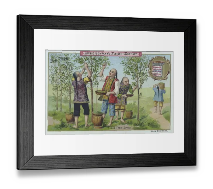 Framed Print : Series The Tea, the Tea Harvest Framed Print : Series The Tea, the Tea Harvest