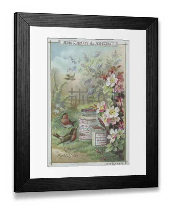 Framed Print : Series native birds, robin, Historic