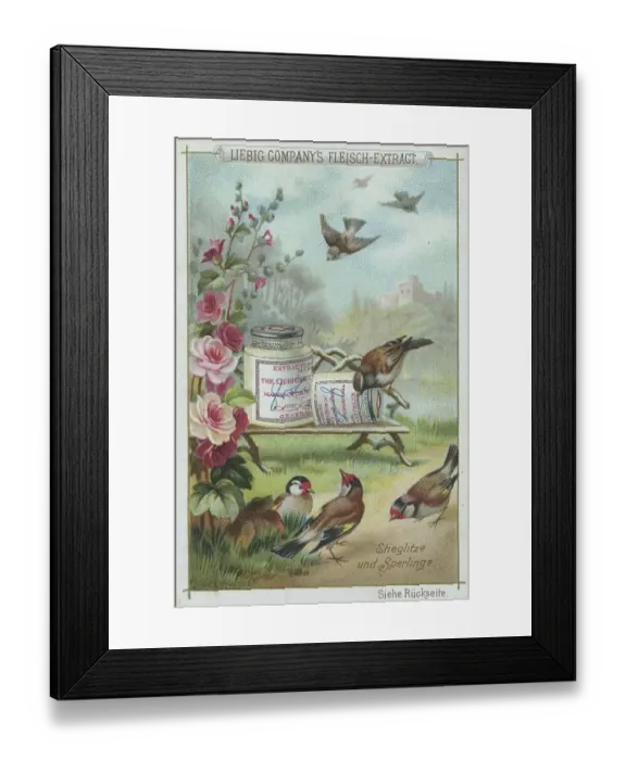 Framed Print : Native Birds Series, Goldfinch and Sparrow Framed Print : Native Birds Series, Goldfinch and Sparrow