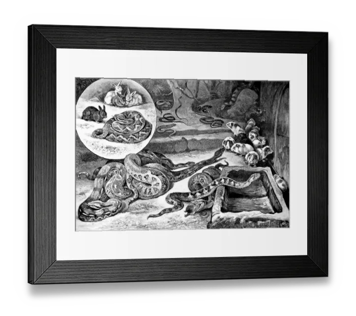 Framed Print : Snake feeding in the Berlin Aquarium in 1878 Framed Print : Snake feeding in the Berlin Aquarium in 1878