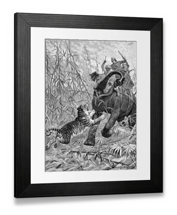 Framed Print : Tiger hunting with elephants in India