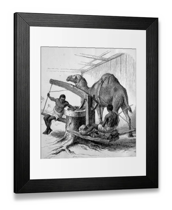 Framed Print : Oil mill, mill with a camel running in a circle and two workers Framed Print : Oil mill, mill with a camel running in a circle and two workers