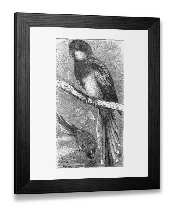Framed Print : Green-rumped eastern rosella (Platycercus eximius)