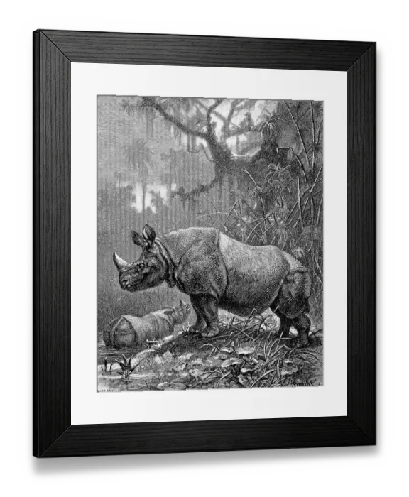 Framed Print : Indian rhinoceros (Rhinoceros unicornis)