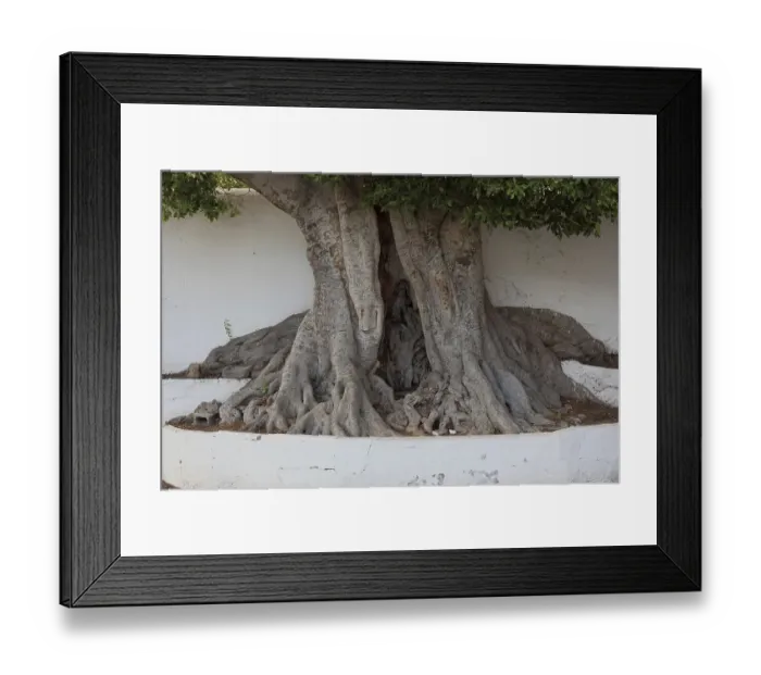 Framed Print : Ancient tree at the Santuario Nuestra Senora de Las Nieves near the town of Santa Cruz de La Palma
