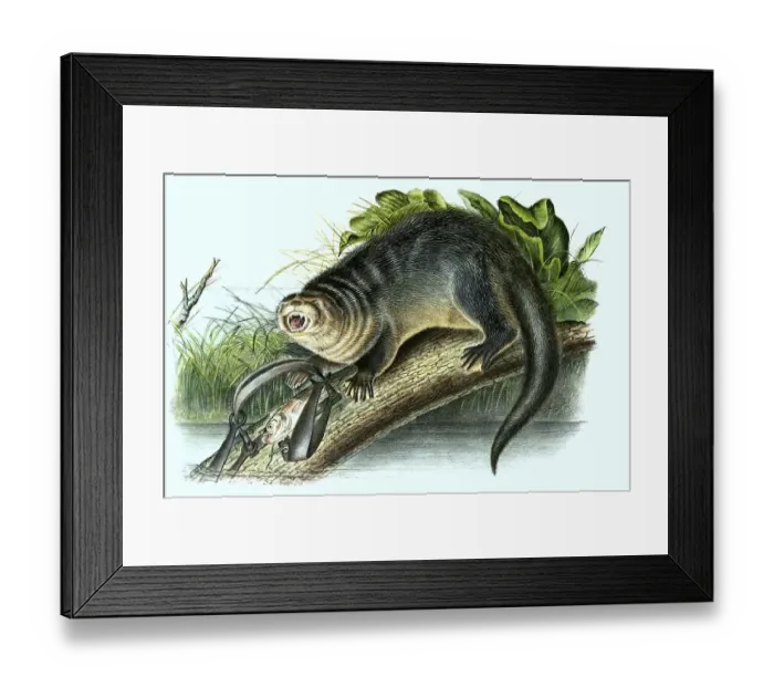 Framed Print : North american river otter (Lontra canadensis)
