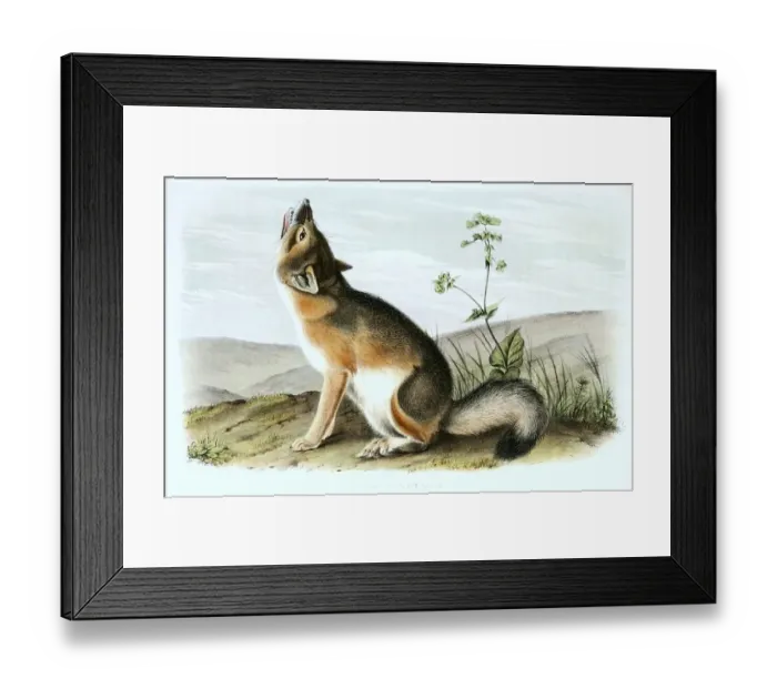 Framed Print : Swift fox (Vulpes velox), a fox species Framed Print : Swift fox (Vulpes velox), a fox species