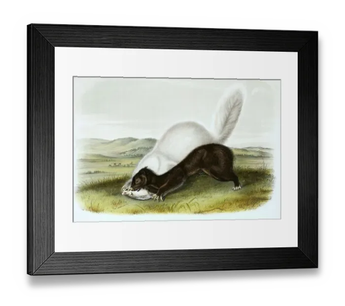 Framed Print : Texan skunk, skunk, digitally restored reproduction of an original from the 19th century