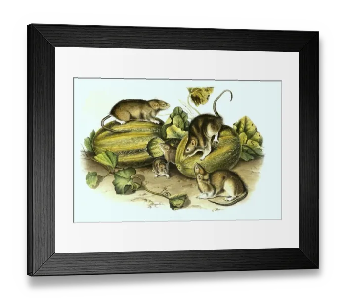 Framed Print : Norway rat (Rattus norvegicus)
