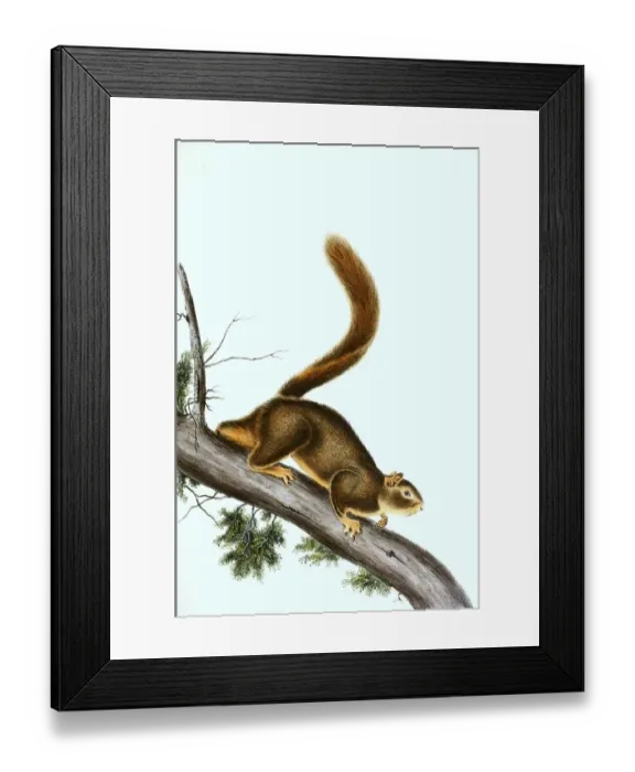 Framed Print : Red-tailed squirrel (Sciurus granatensis)
