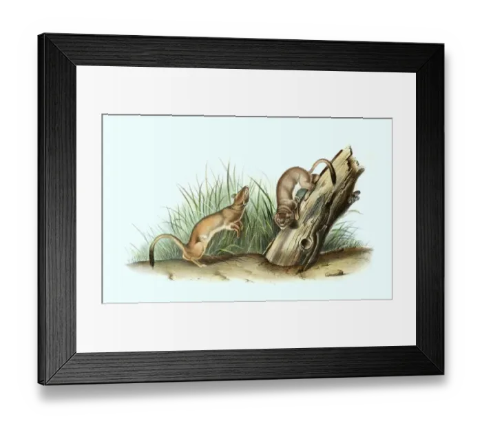 Framed Print : Long-tailed weasel (Mustela frenata)