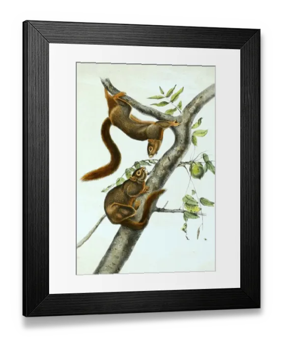 Framed Print : Orange-bellied Himalayan squirrel (Dremomys lokriah) Framed Print : Orange-bellied Himalayan squirrel (Dremomys lokriah)