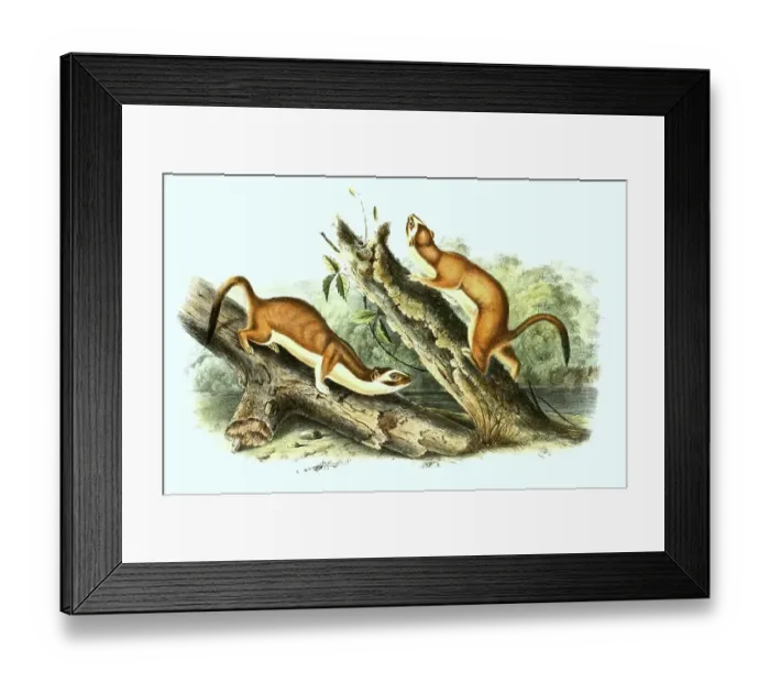 Framed Print : Long-tailed Meadow, Neogale frenata, Syn Framed Print : Long-tailed Meadow, Neogale frenata, Syn