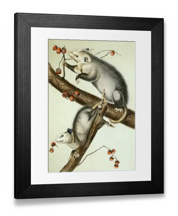 Framed Print : Northern or Virginia opossum (Didelphis virginiana) Framed Print : Northern or Virginia opossum (Didelphis virginiana)