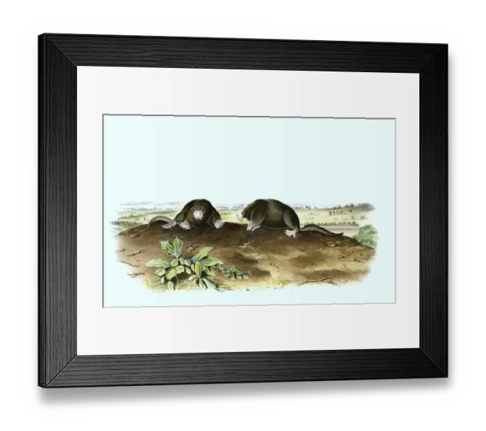 Framed Print : Star mole or star-nosed mole (Condylura cristata)