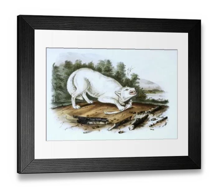 Framed Print : Polar wolf, white wolf or Arctic wolf (Canis lupus arctos)