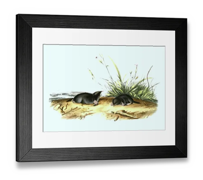 Framed Print : True's shrew mole (Dymecodon pilirostris)