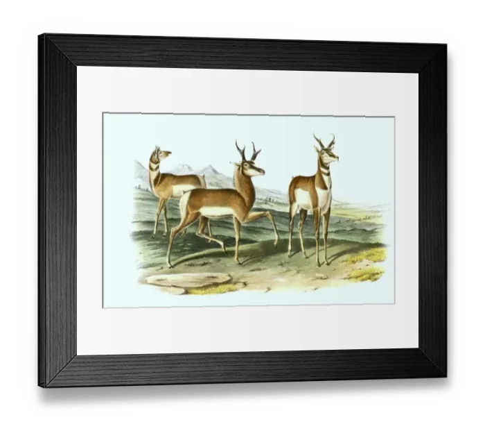 Framed Print : Pronghorn, also known as pronghorn Framed Print : Pronghorn, also known as pronghorn