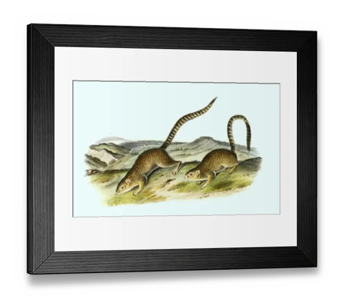 Framed Print : Ring-tailed ground squirrel (Notocitellus annulatus) (Spermophilus) Framed Print : Ring-tailed ground squirrel (Notocitellus annulatus) (Spermophilus)