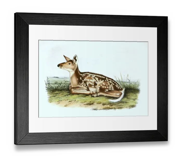 Framed Print : Female red deer (Cervus elaphus)