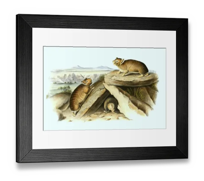 Framed Print : American whistling hare (Ochotona princeps)