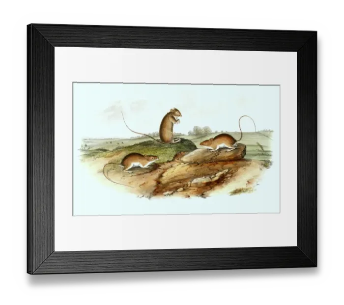 Framed Print : Meadow vole (Zapus hudsonius), also field vole Framed Print : Meadow vole (Zapus hudsonius), also field vole