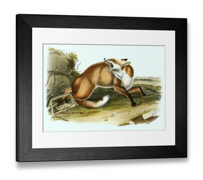 Framed Print : Red fox has fallen into a beating trap Framed Print : Red fox has fallen into a beating trap