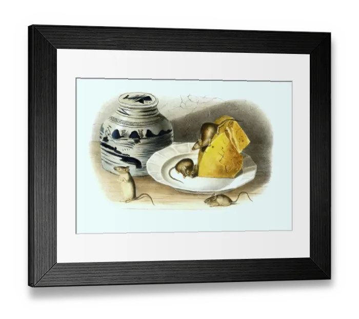 Framed Print : House mouse (Mus musculus), is a small species of long-tailed mouse belonging to the Old World mice