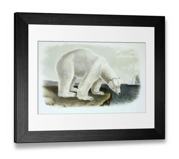 Framed Print : Polar bear (Ursus maritimus), digitally restored reproduction of an original from the 19th century
