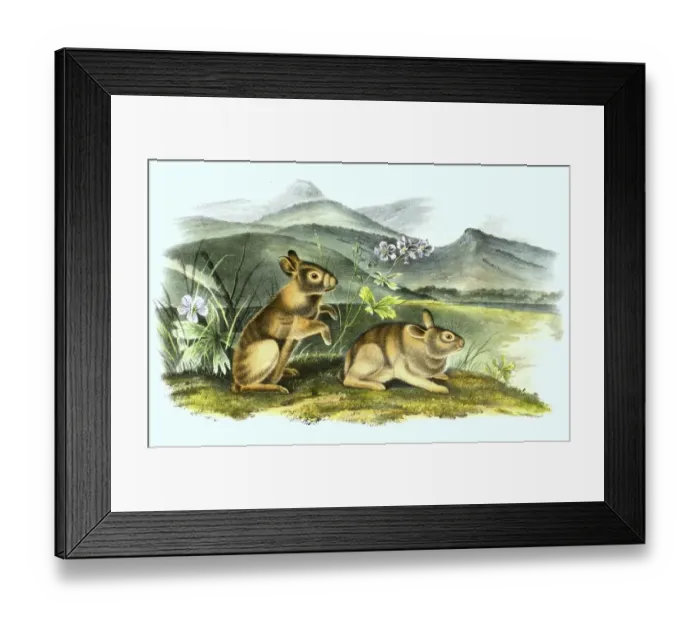 Framed Print : Mountain cottontail (Sylvilagus nuttallii) rabbit Framed Print : Mountain cottontail (Sylvilagus nuttallii) rabbit