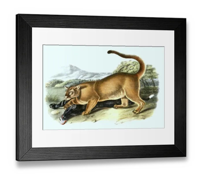 Framed Print : Cougar (Cougar concolor), digitally restored reproduction of an original from the 19th century
