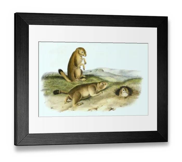 Framed Print : Gunnison's prairie dog (Cynomys gunnisoni) Framed Print : Gunnison's prairie dog (Cynomys gunnisoni)
