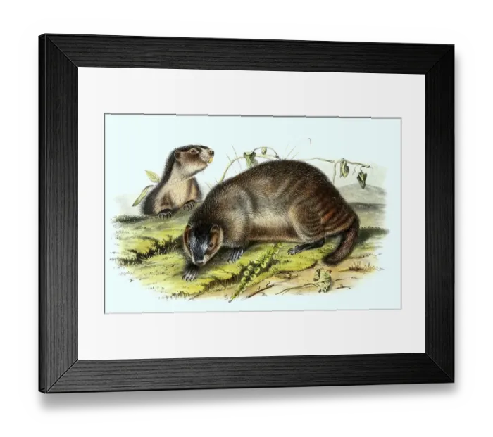 Framed Print : Ice grey hoary marmot (Marmota caligata)